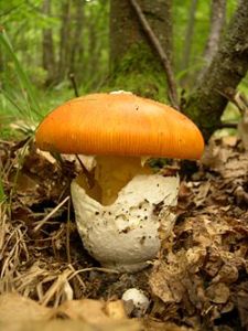 Amanita Cesárea