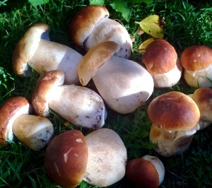 Boletus Edulis u Hongo